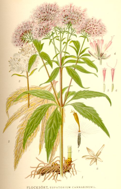 Eupatorium cannabinum