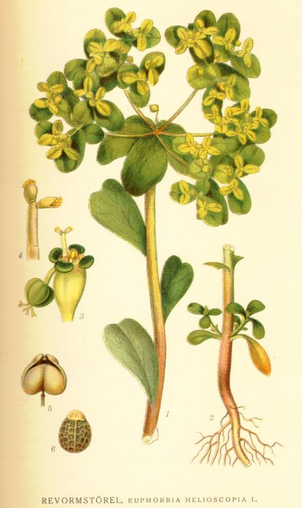 Euphorbia helioscopia
