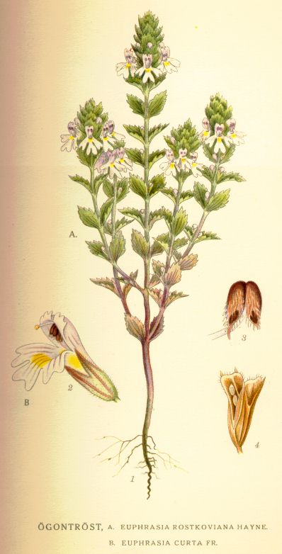 Euphrasia_curta