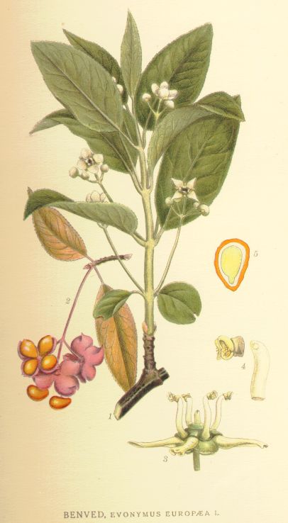 Evonymus_europaea