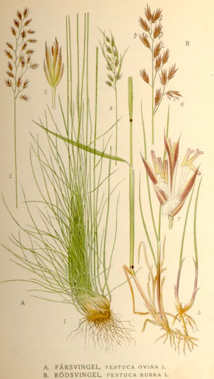 Festuca rubra