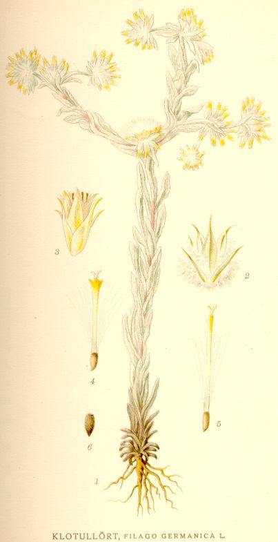 Filago germanica