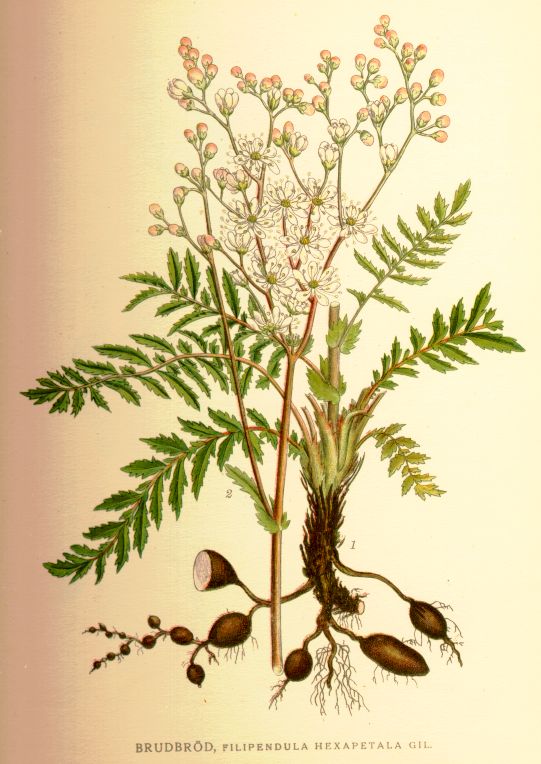 Filipendula_hexapetala