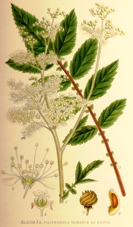 Filipendula ulmaria