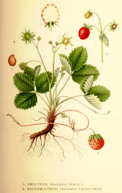 Fragaria vesca