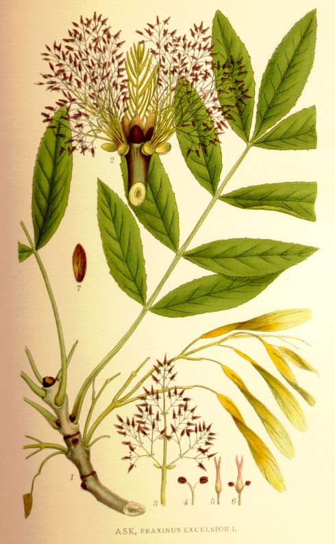 Fraxinus excelsior