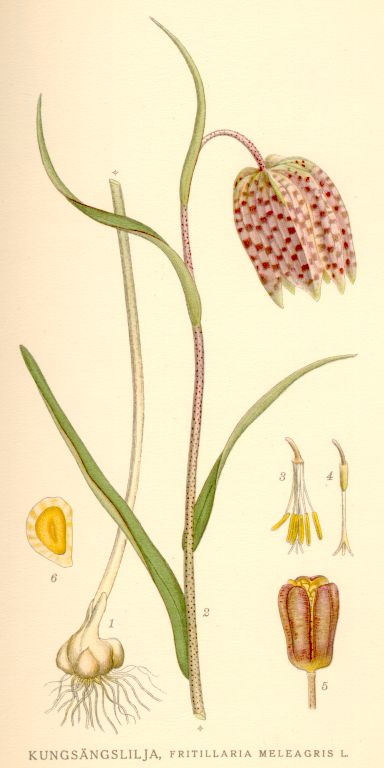 Fritillaria meleagris