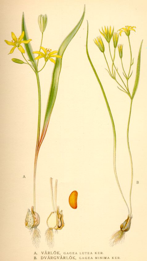 Gagea lutea