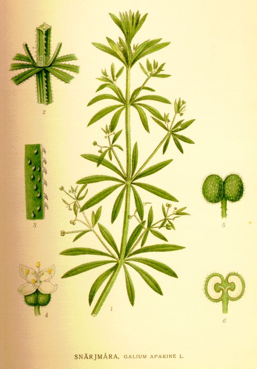 Galium aparine