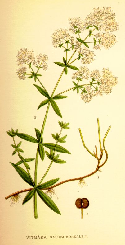 Galium boreale