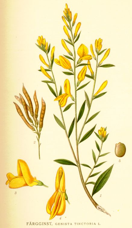 Genista tinctoria