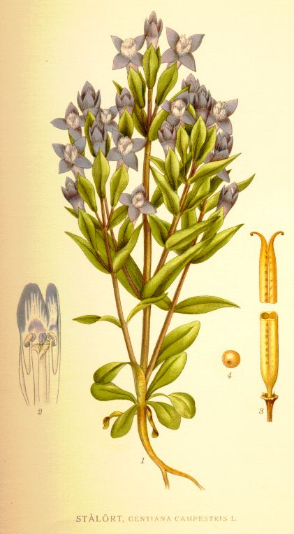 Gentiana campestris