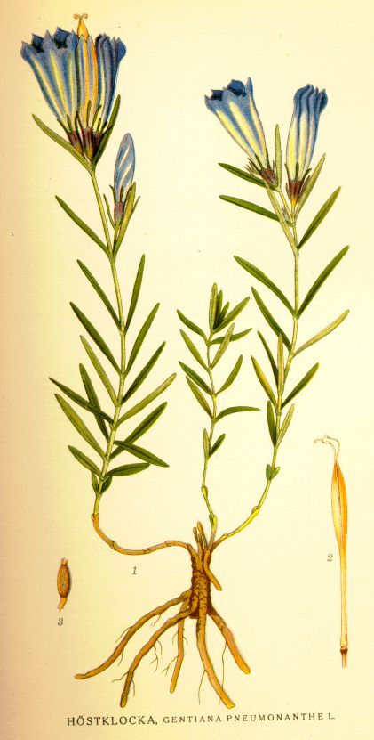 Gentiana pneumonanthe