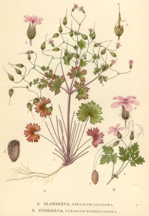 Geranium lucidum