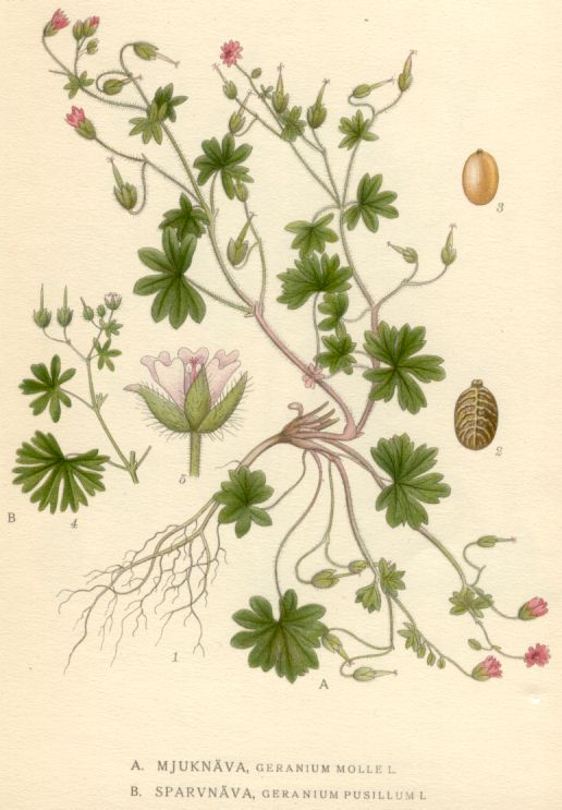 Geranium pusillum