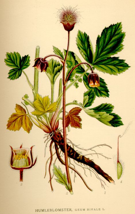 Geum rivale