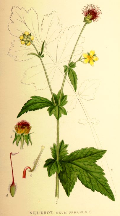 Geum urbanum