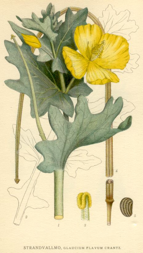 Glaucium flavum