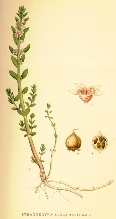 Glaux maritima