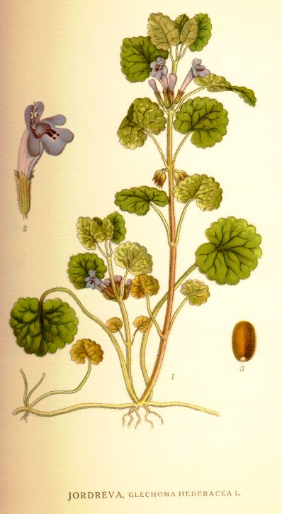Glechoma hederacea
