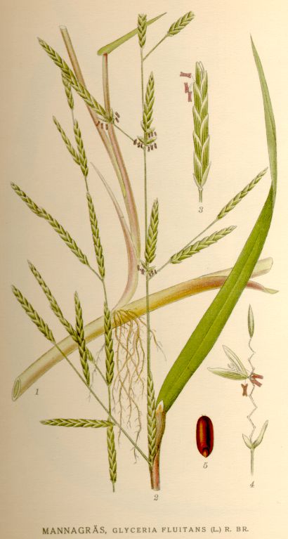 Glyceria fluitans
