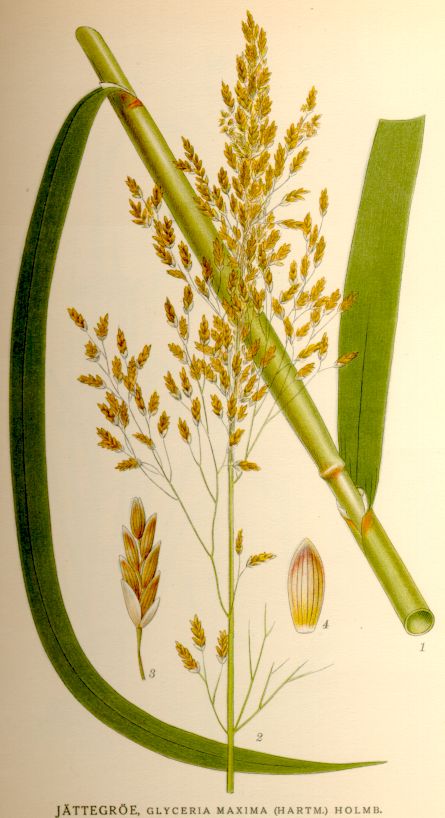 Glyceria maxima