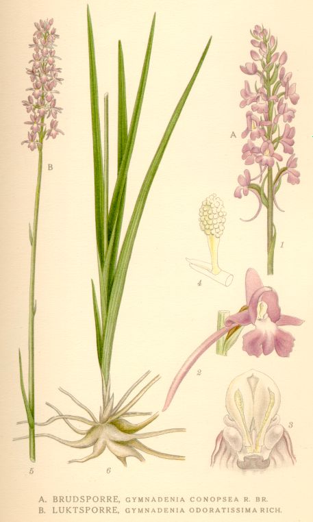 Gymnadenia odoratissima