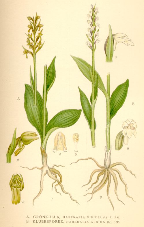 Habenaria albida