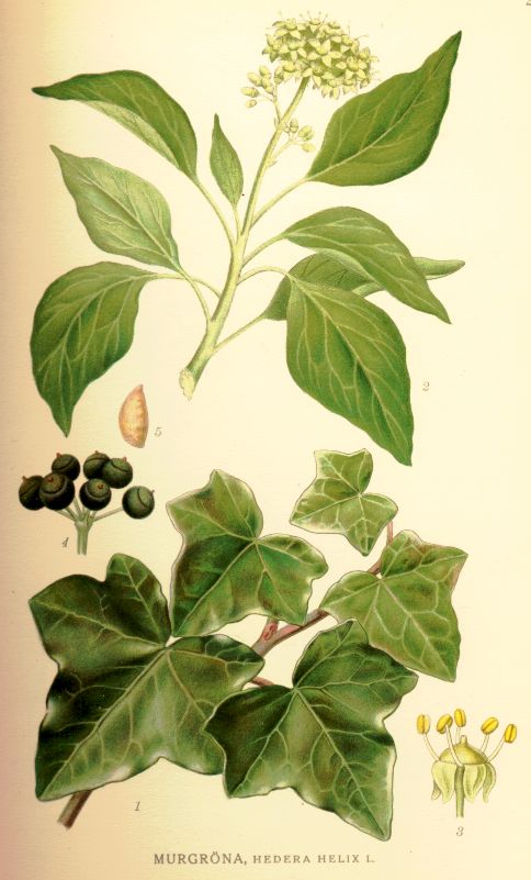 Hedera helix