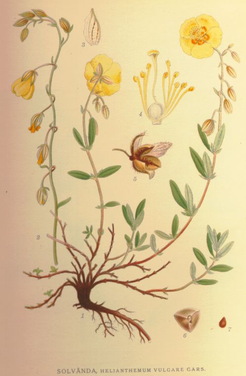 Helianthemum vulgare