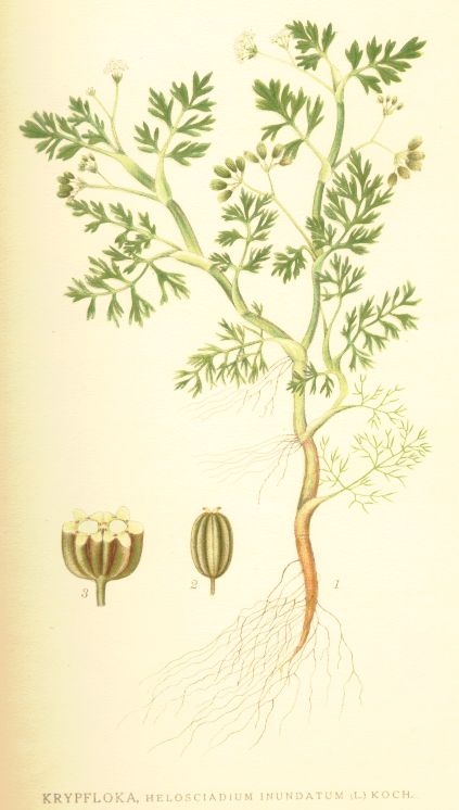 Helosciadium inundatum
