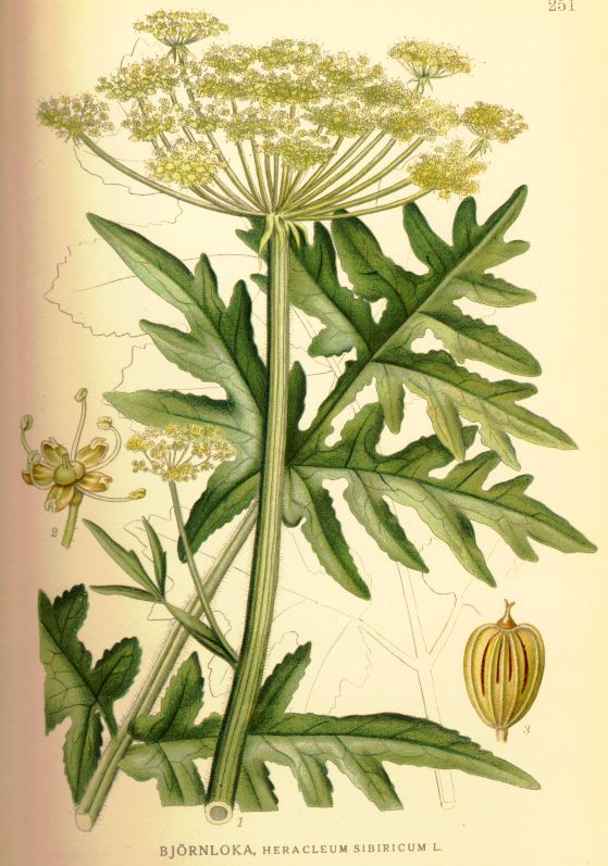 Heracleum sibiricum