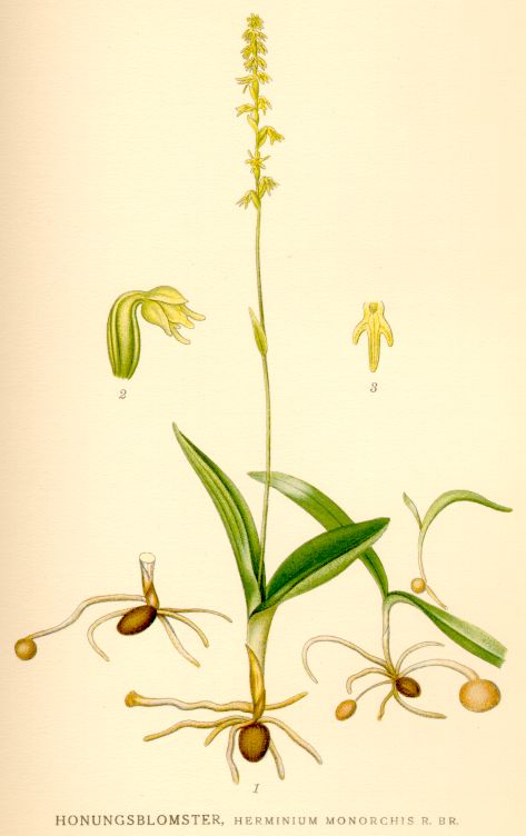 Herminium_monorchis