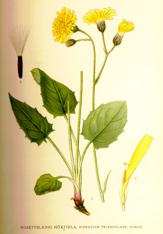 Hieracium triangulare
