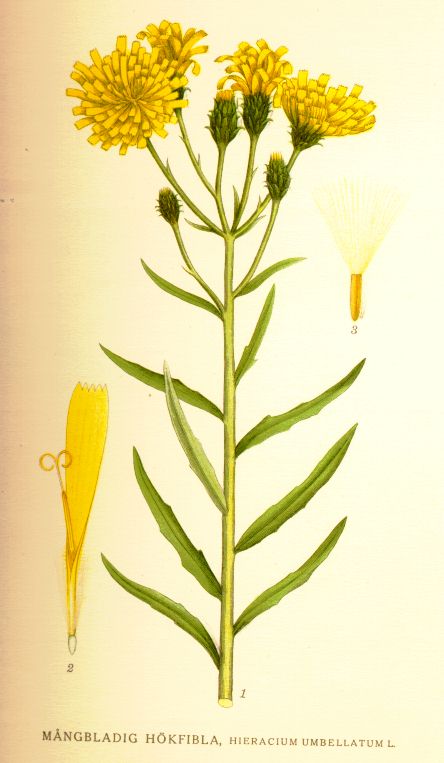 Hieracium umbellatum