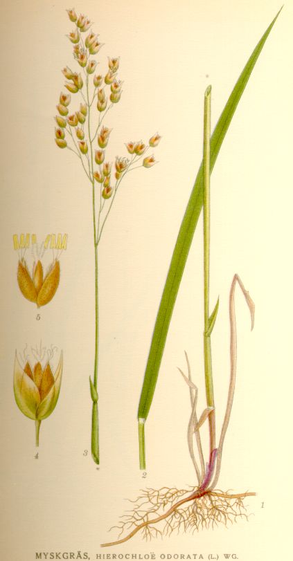 Hierochloe odorata
