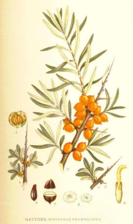Hippophae rhamnoides