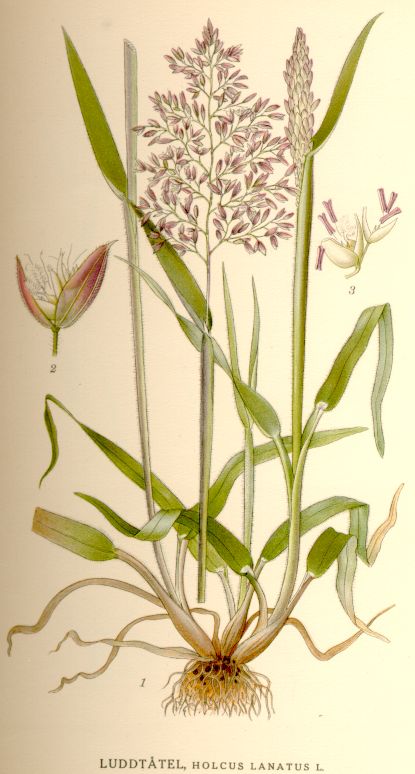 Holcus lanatus