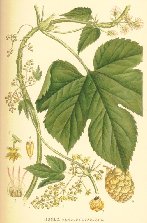 Humulus lupulus