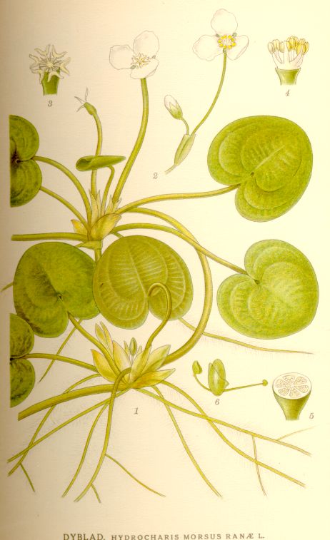 Hydrocharis_morsus_ranae