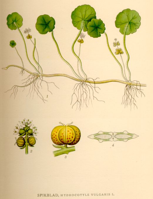 Hydrocotyle vulgaris