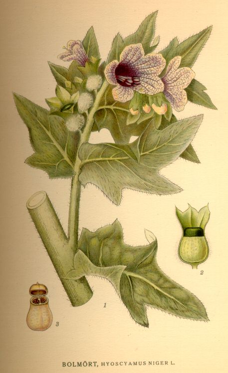 Hyoscyamus niger