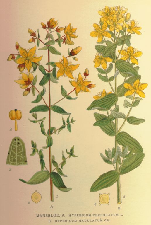 Hypericum perforatum