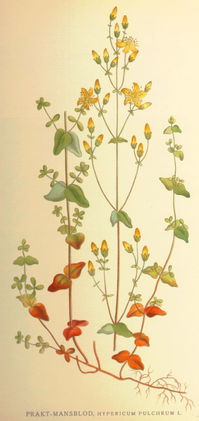 Hypericum pulchrum