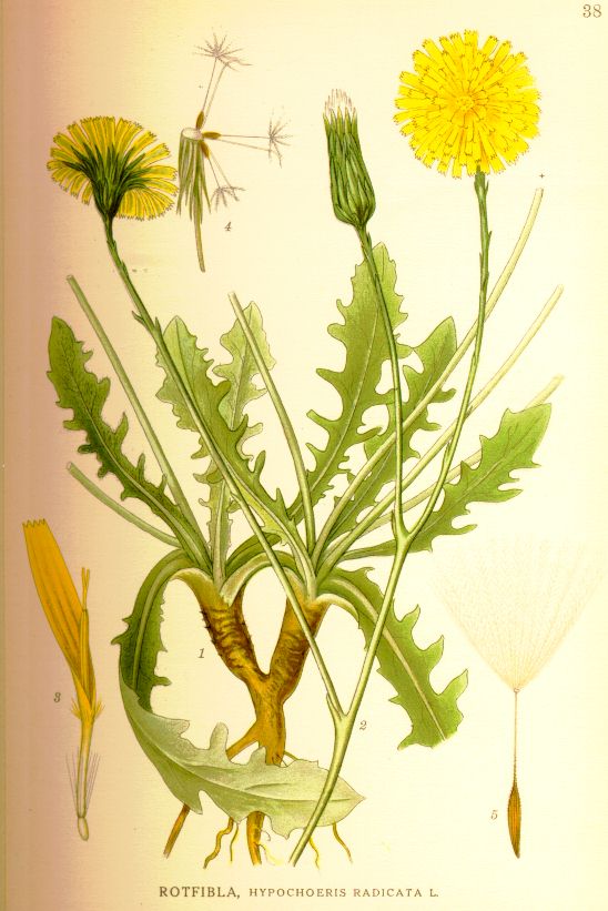 Hypochoeris radicata
