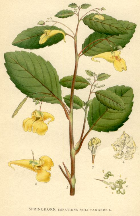 Impatiens noli tangere