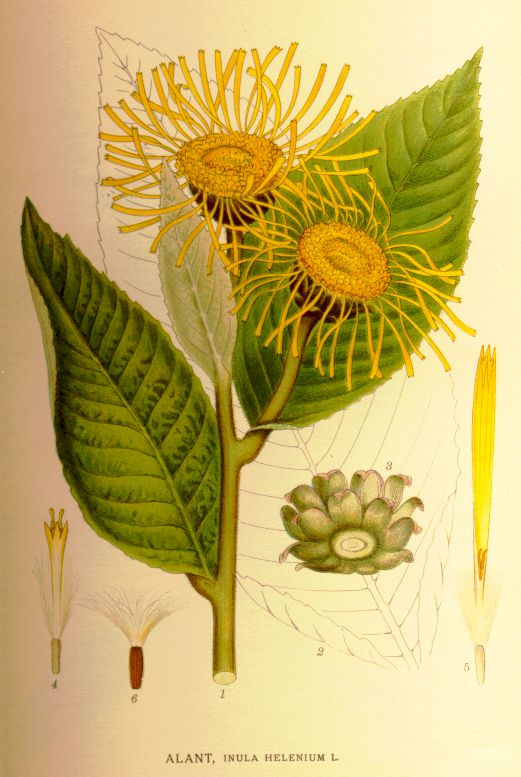 Inula helenium