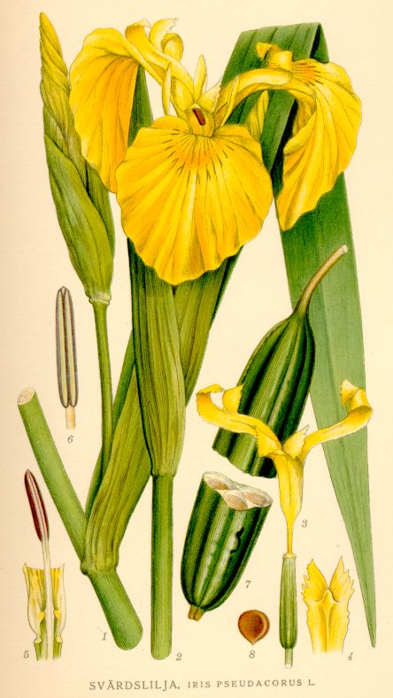 Iris pseudacorus