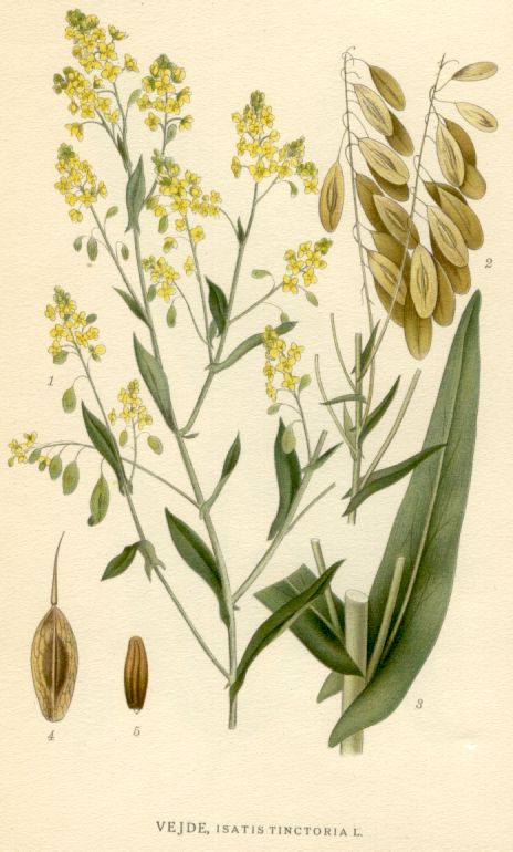 Isatis tinctoria