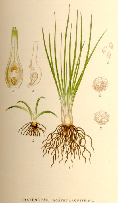 Isoetes lacustris